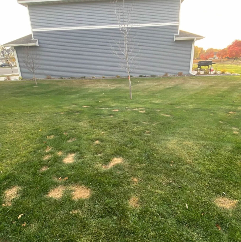 dog yard damage